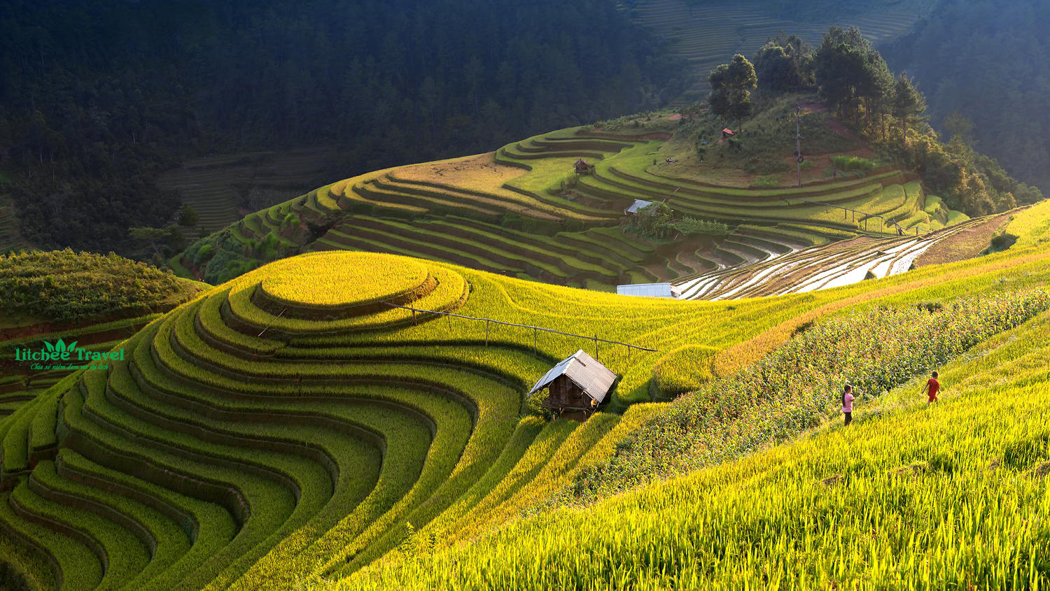 mua-cang-chai-mam-soi-litchee-travel