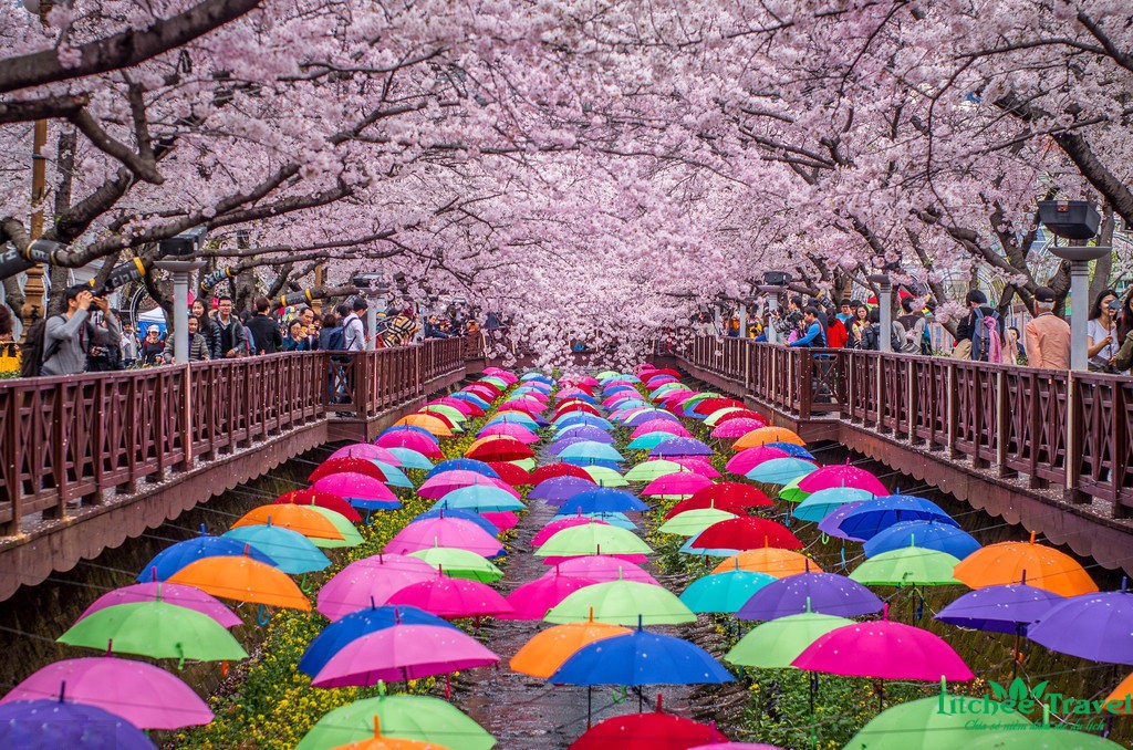 ngam-hoa-anh-dao-nhat-ban-litchee-travel