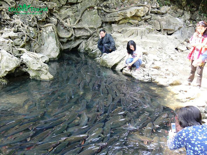suoi-ca-than-cam-luong-litchee-travel